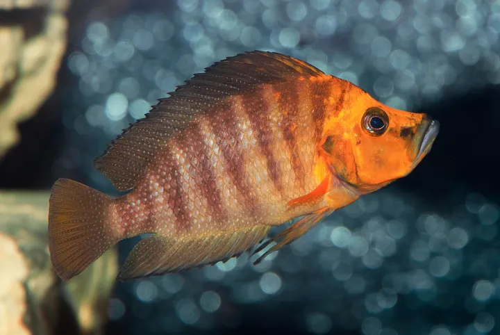 Nanderbuntbarsch (Altolamprologus compressiceps)