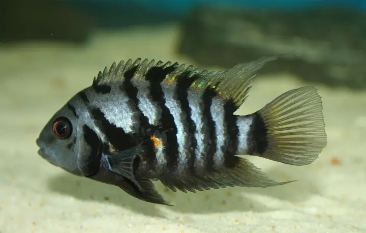 Zebrabuntbarsch (Amatitlania nigrofasciata)