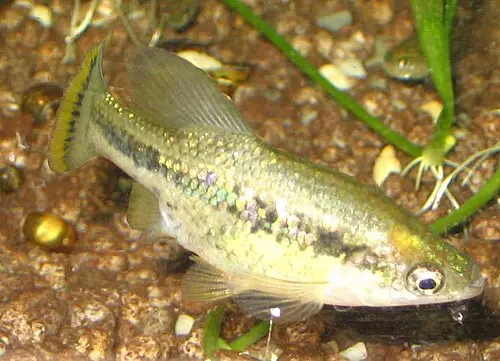 Hochlandkärpfling (Ameca splendens)