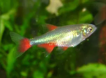 Rotflossensalmler (Aphyocharax anisitsi)