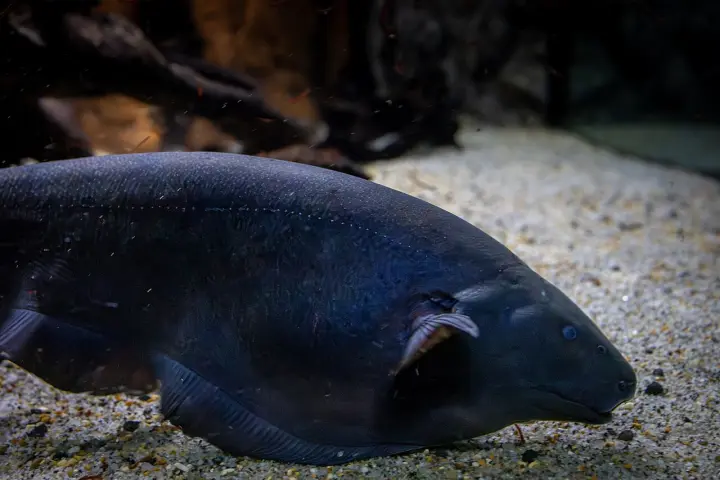 Schwarzer Messerfisch (Apteronotus albifrons)