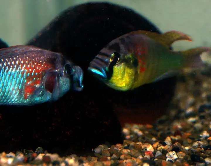Burtoni-Maulbrüter (Astatotilapia burtoni)