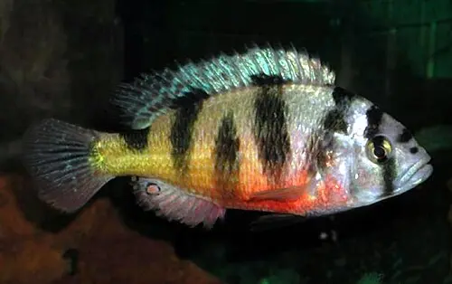 Zebra Obliquidens (Astatotilapia latifasciata)
