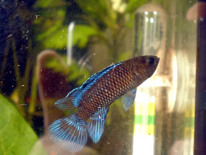Blaubarsch (Badis badis)