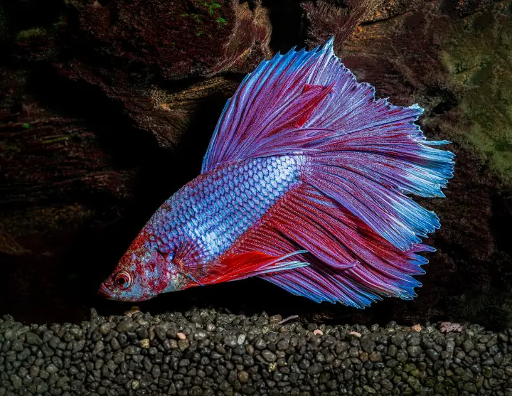 Siamesischer Kampffisch (Betta splendens)