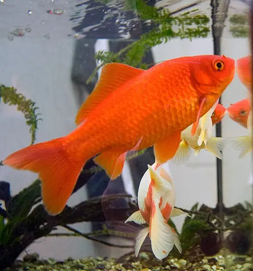 Goldfisch (Carassius auratus)