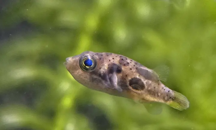 Zwergkugelfisch (Carinotetraodon travancoricus)