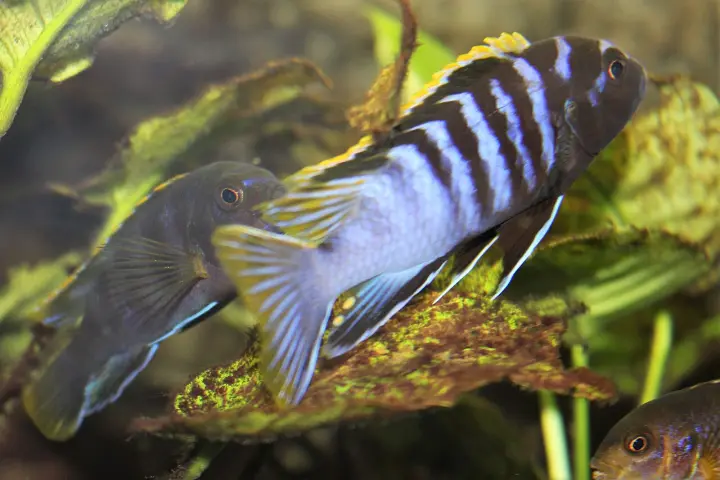 Demasoni-Buntbarsch (Chindongo demasoni)