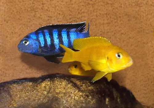 Saulosi-Buntbarsch (Chindongo saulosi)