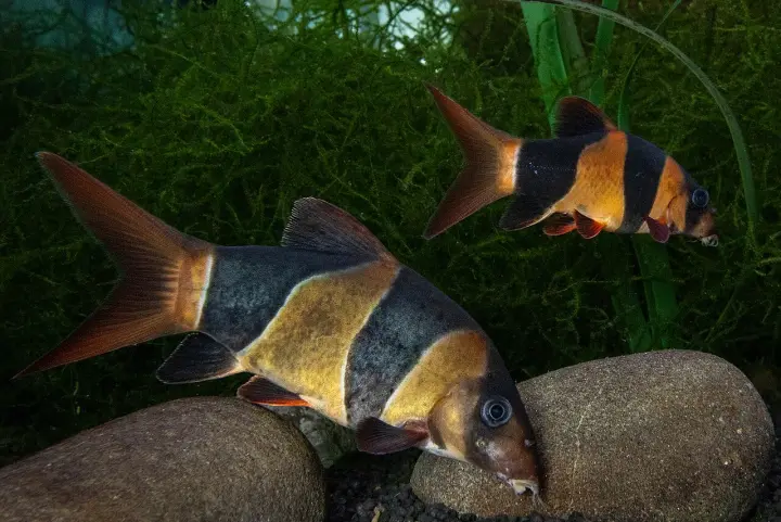 Prachtschmerle (Chromobotia macracanthus)