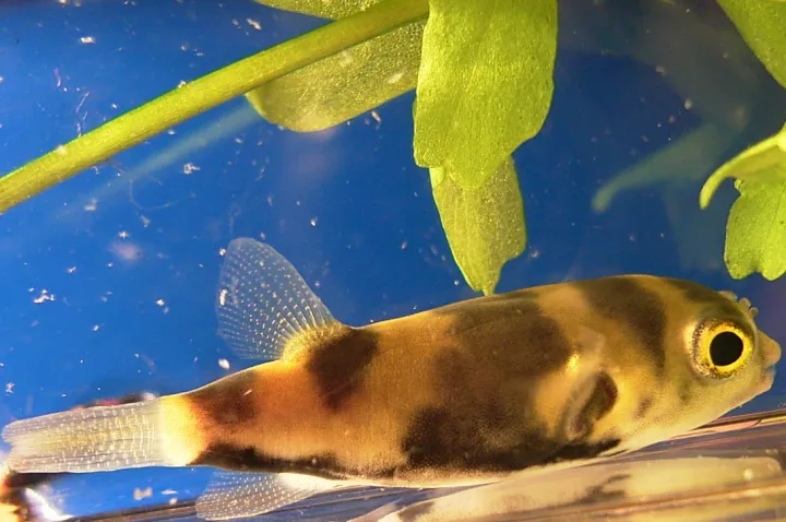Südamerikanischer Kugelfisch (Colomesus asellus)
