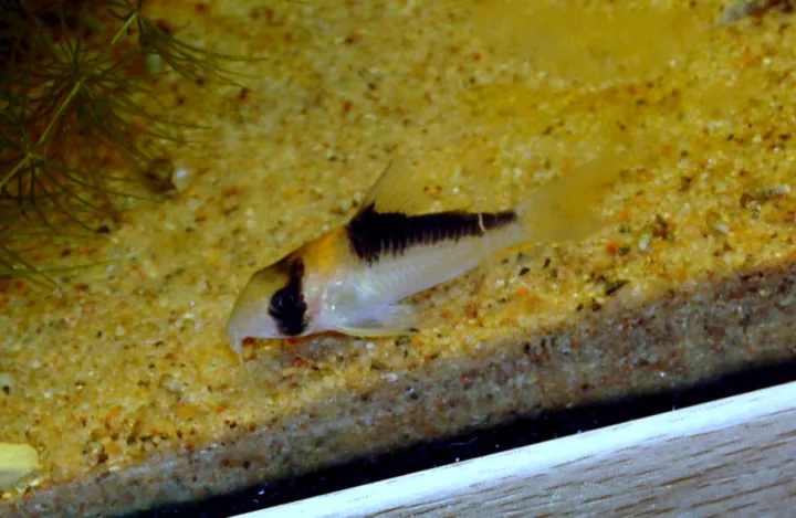 Adolfos Panzerwels (Corydoras adolfoi)