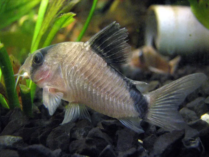 Meta-Panzerwels (Corydoras metae)