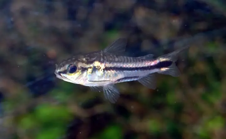 Zwergpanzerwels (Corydoras pygmaeus)