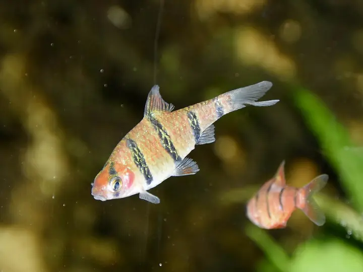 Fünfgürtelbarbe (Desmopuntius pentazona)