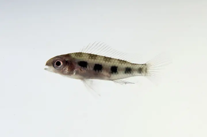Schachbrettcichlide (Dicrossus filamentosus)