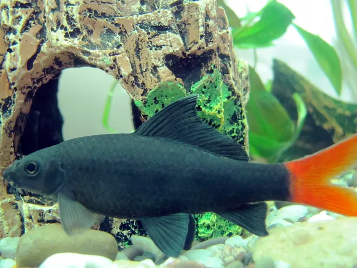 Rotschwanzhai (Epalzeorhynchos bicolor)