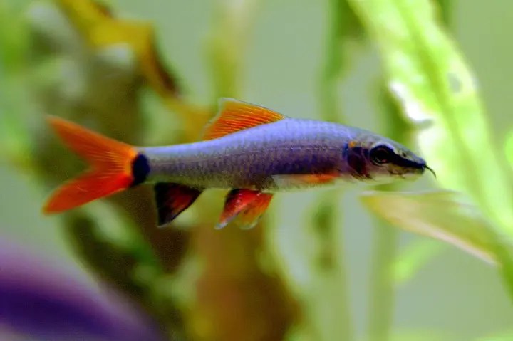 Rotflossen-Fransenlipper (Epalzeorhynchos frenatum)