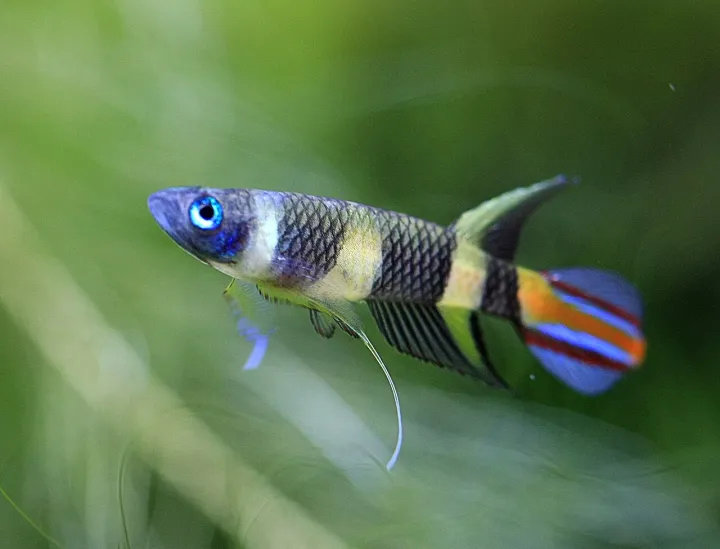 Ringelhechtling (Epiplatys annulatus)