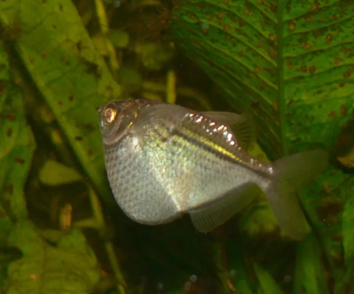 Silberbeilbauch (Gasteropelecus sternicla)