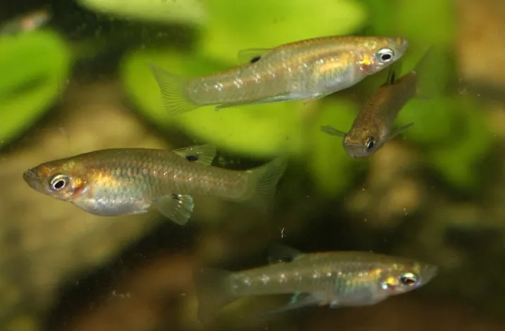 Metallkärpfling (Girardinus metallicus)