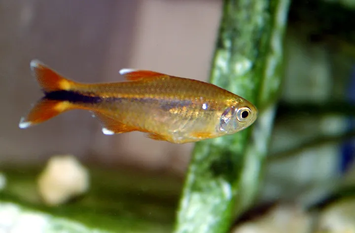 Kupfersalmler (Hasemania nana)