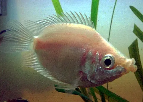 Küssender Gurami (Helostoma temminckii)