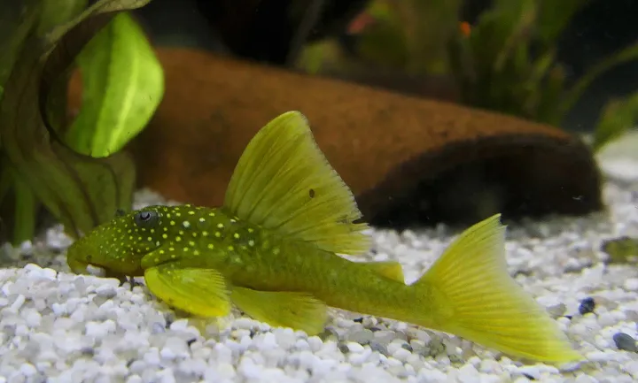 Grüner Phantom-Harnischwels (L200) (Hemiancistrus subviridis)