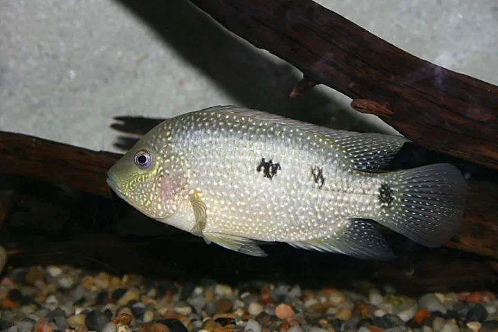 Texas-Buntbarsch (Herichthys cyanoguttatus)