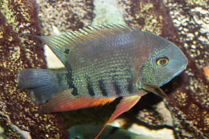 Severum (Heros efasciatus)