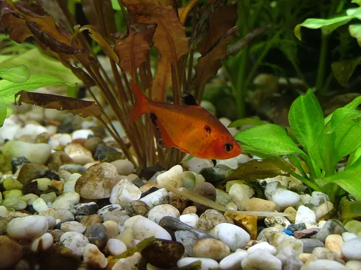 Serpasalmler (Hyphessobrycon eques)