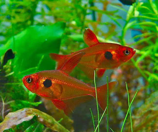 Roter Phantomsalmler (Hyphessobrycon sweglesi)