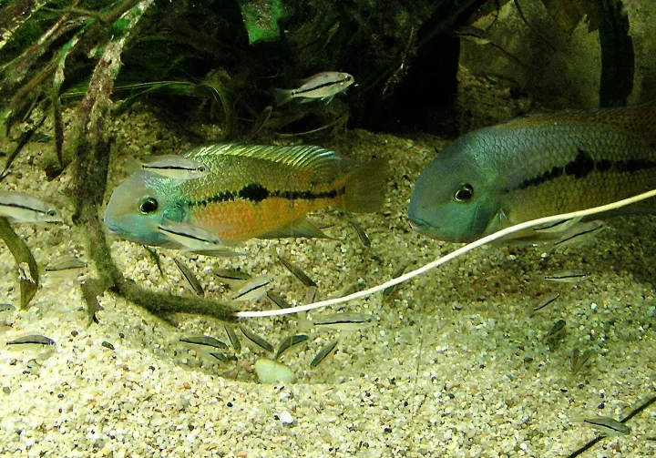 Nicaragua-Buntbarsch (Hypsophrys nicaraguensis)