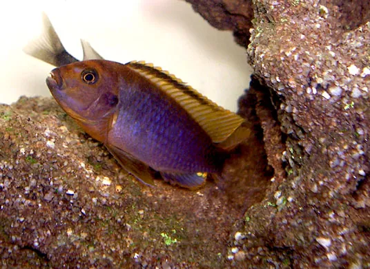 Rostcichlide (Iodotropheus sprengerae)