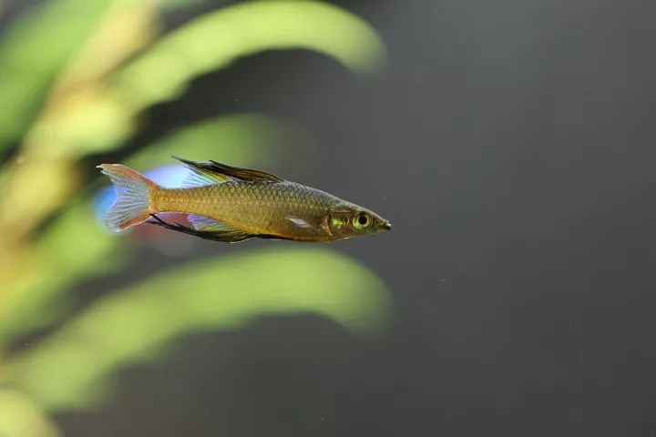 Filigran-Regenbogenfisch (Iriatherina werneri)