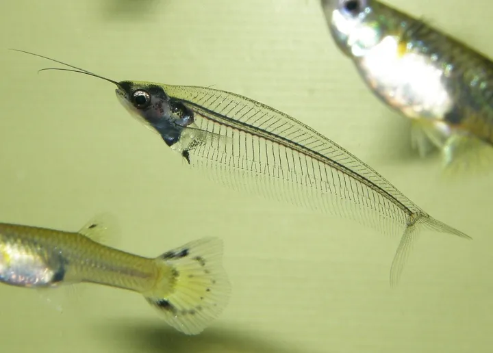 Indischer Glaswels (Kryptopterus vitreolus)