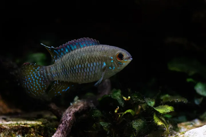 Tüpfelbuntbarsch (Laetacara curviceps)