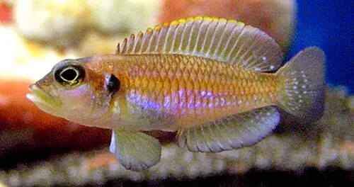 Ocellatus-Schneckenbuntbarsch (Lamprologus ocellatus)