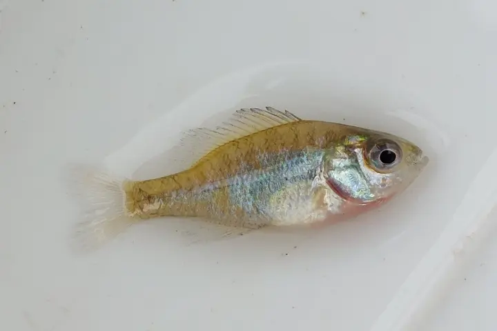 Gemeiner Sonnenbarsch (Lepomis gibbosus)