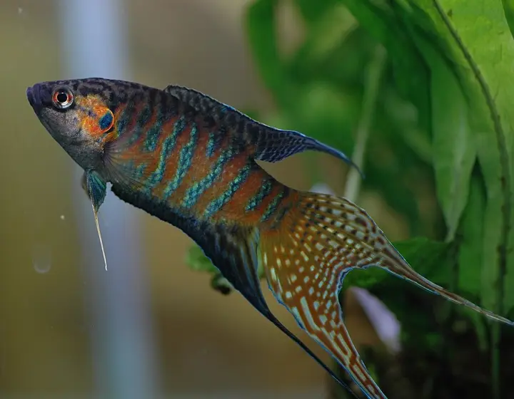 Paradiesfisch (Macropodus opercularis)