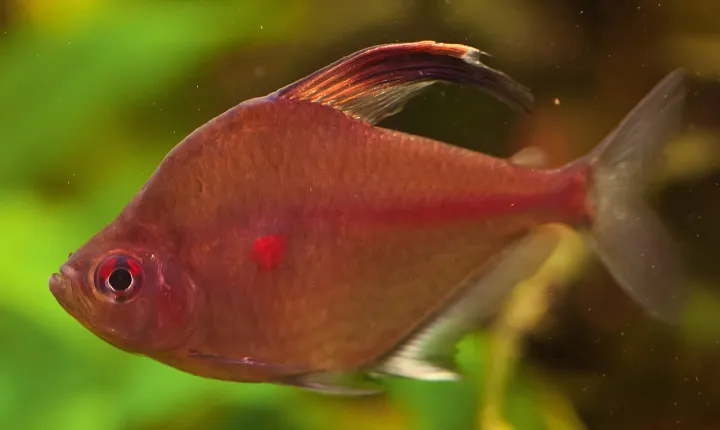 Kirschflecksalmler (Megalamphodus erythrostigma)