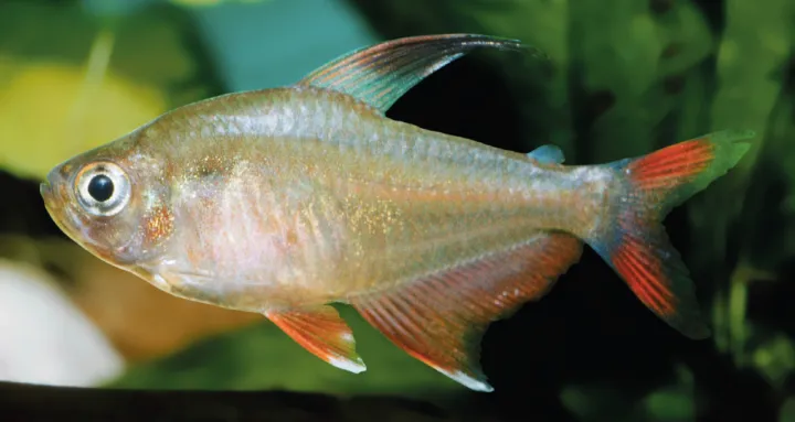 Schmucksalmler (Megalamphodus rosaceus)