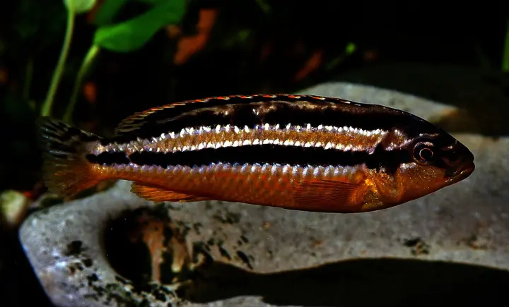 Türkisgoldbarsch (Melanochromis auratus)