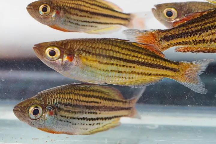 Zwergregenbogenfisch (Melanotaenia maccullochi)