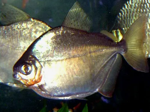 Silberdollar (Metynnis argenteus)