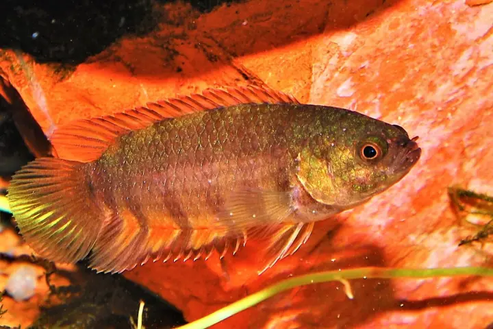 Orangeflossen-Buschfisch (Microctenopoma ansorgii)