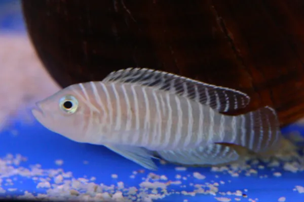 Breitstreifen-Schneckenbuntbarsch (Neolamprologus similis)