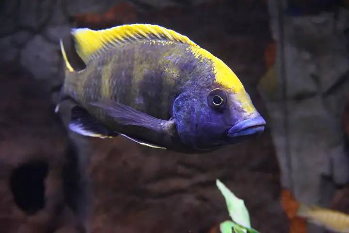 Venustus (Nimbochromis venustus)