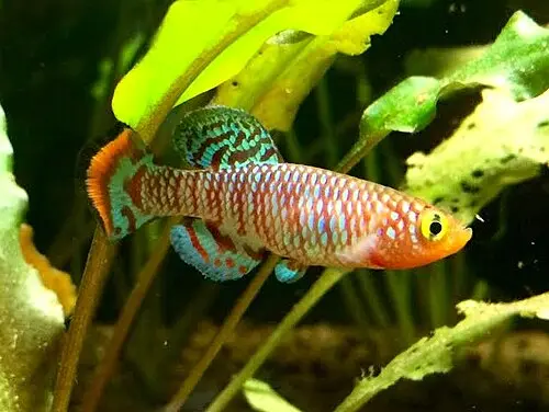 Prachtgrundkärpfling (Nothobranchius rachovii)