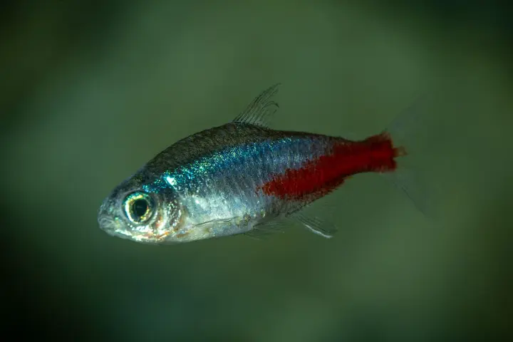 Neonsalmler (Paracheirodon innesi)